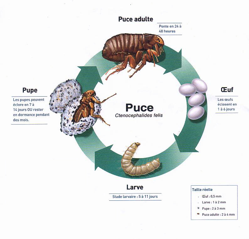 La puce de mon animal est-elle géolocalisable ?